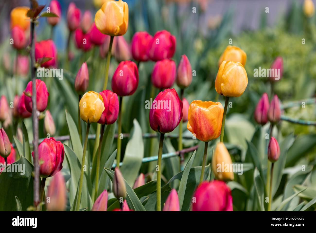 Colorful spring flower bed with colorful tulips. Flowerbed with red and ...