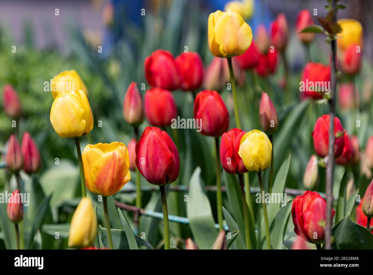 Colorful spring flower bed with colorful tulips. Flowerbed with red and ...