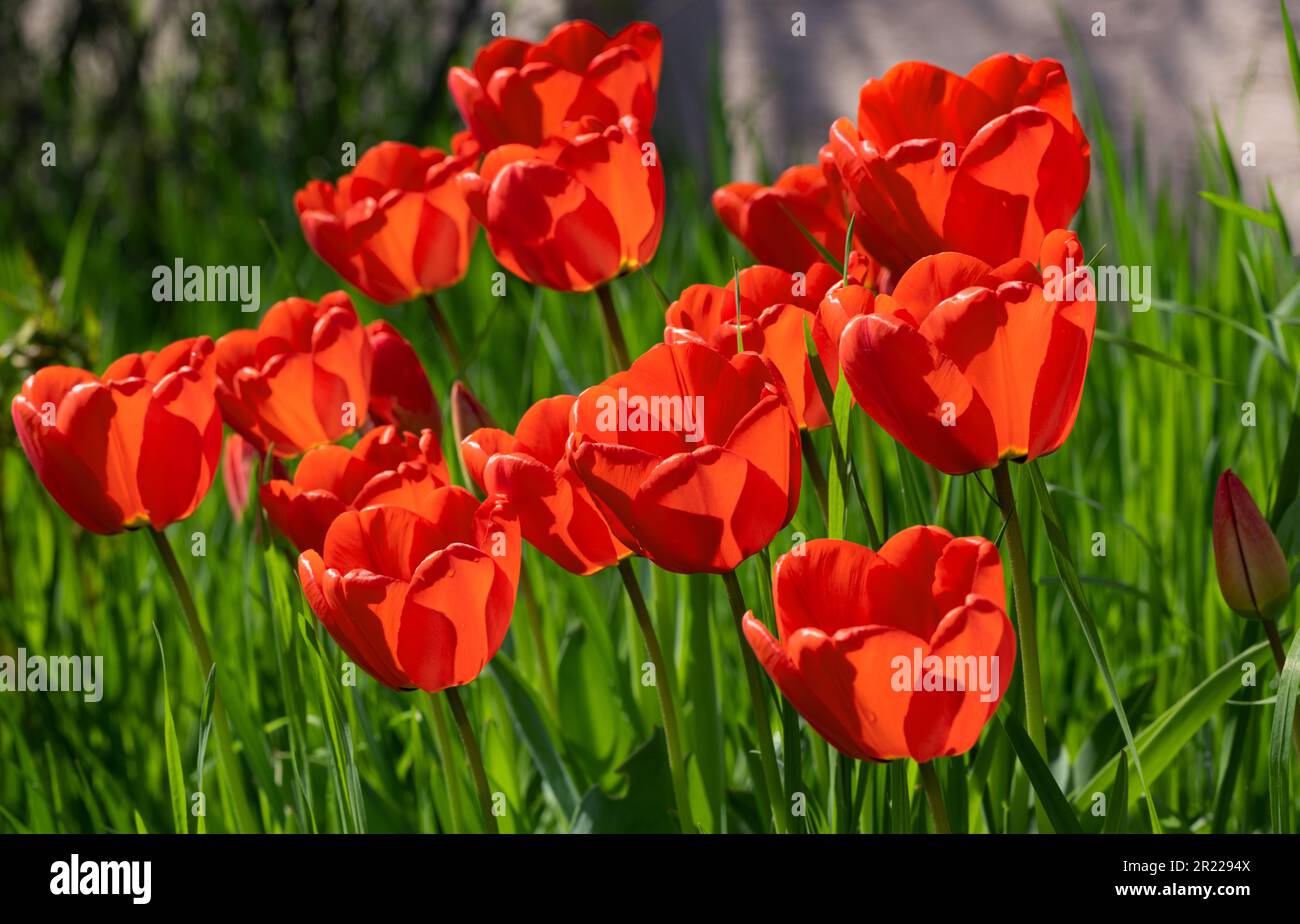 Colorful spring flower bed with colorful tulips. Flowerbed with red and ...