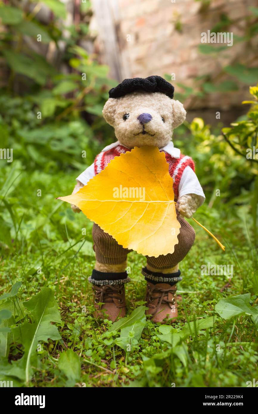 Adorable dressed teddy bear with beret hat hold first yellow poplar leaf of autumn season (copy space) Stock Photo