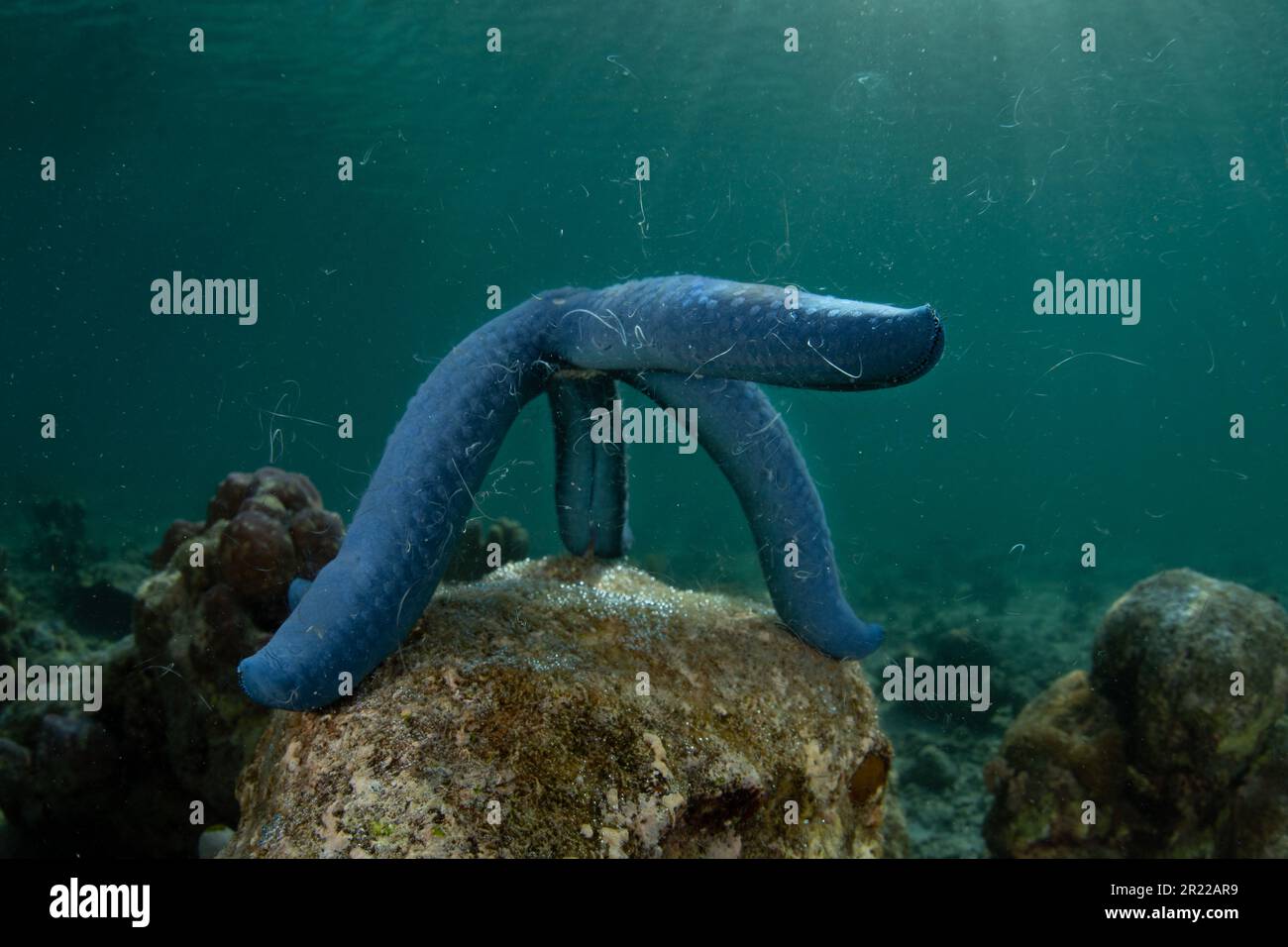 A blue sea star, Linkia laevigata, releases gametes as it spawns on a reef in Indonesia. Echinoderms release sperm and eggs into the water column. Stock Photo