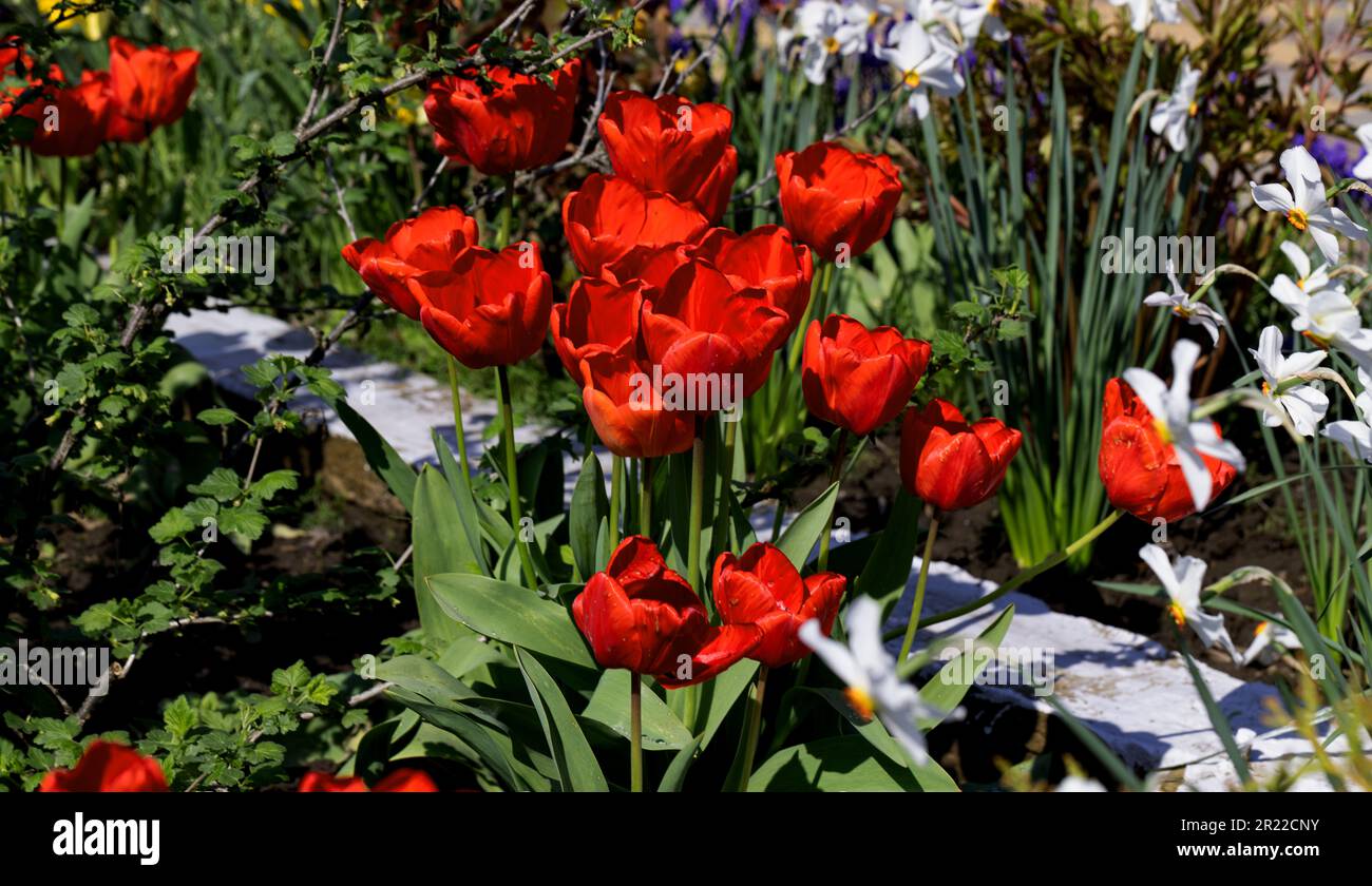 Colorful spring flower bed with colorful tulips. Flowerbed with red and ...