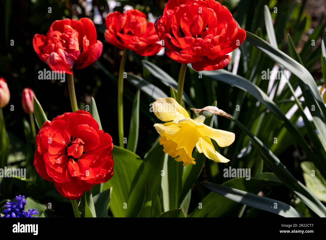 Colorful spring flower bed with colorful tulips. Flowerbed with red and ...