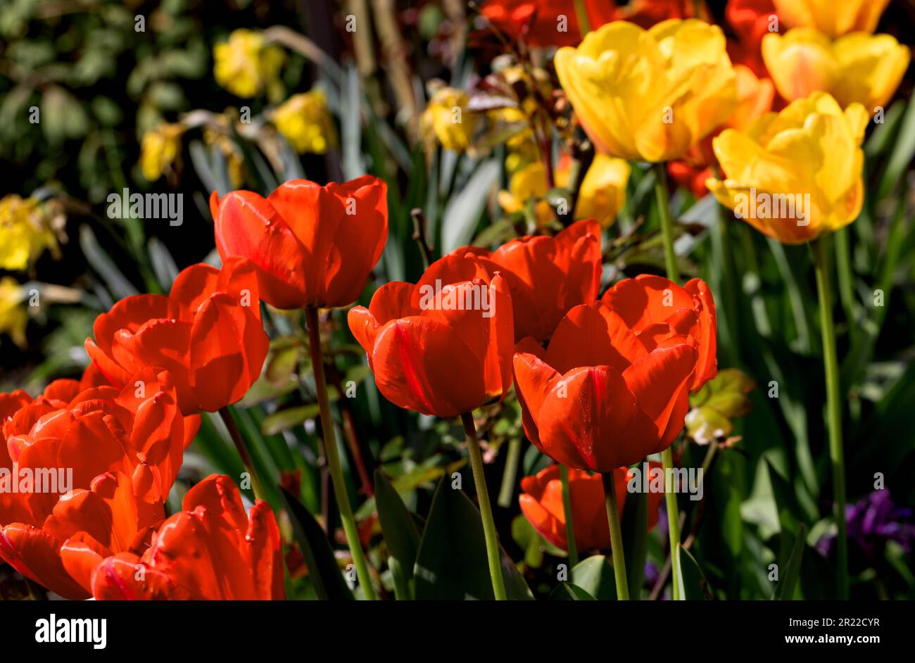Colorful spring flower bed with colorful tulips. Flowerbed with red and ...