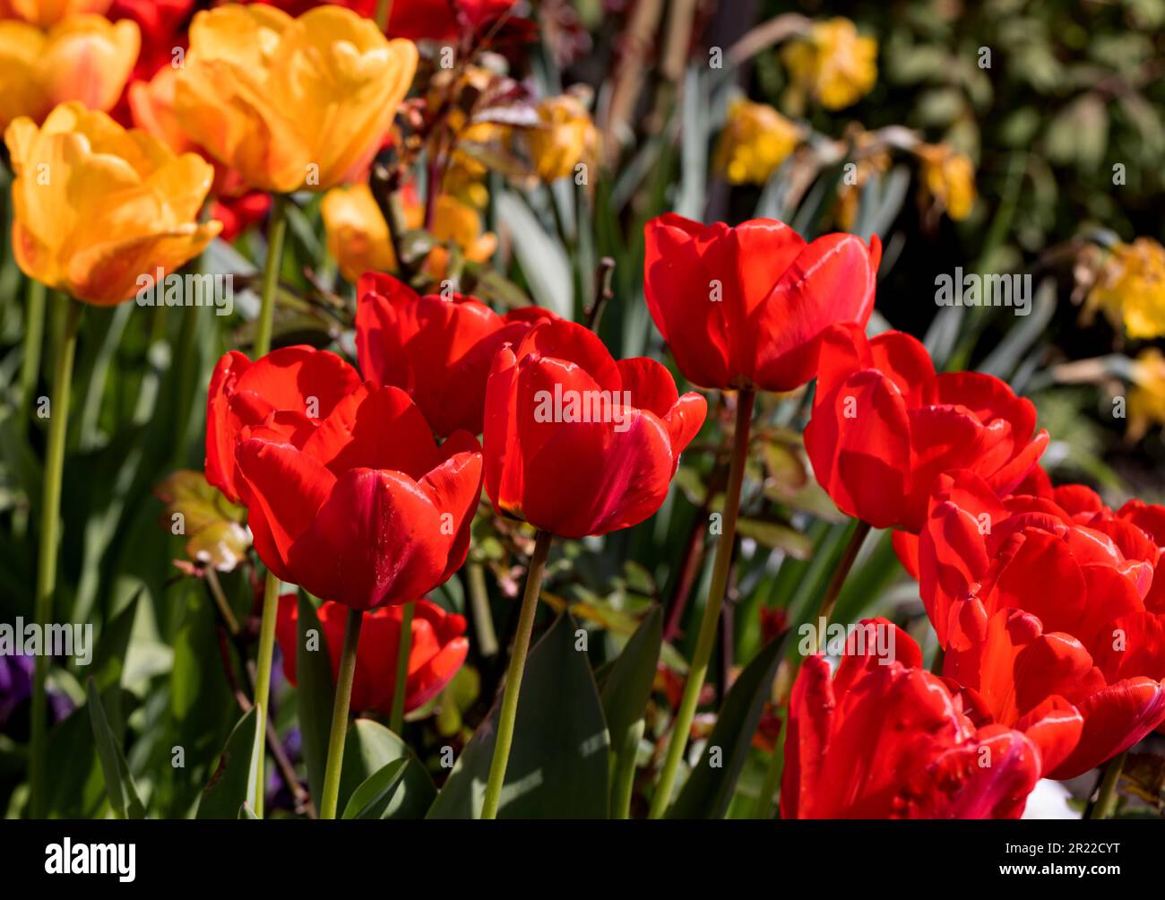Colorful spring flower bed with colorful tulips. Flowerbed with red and ...