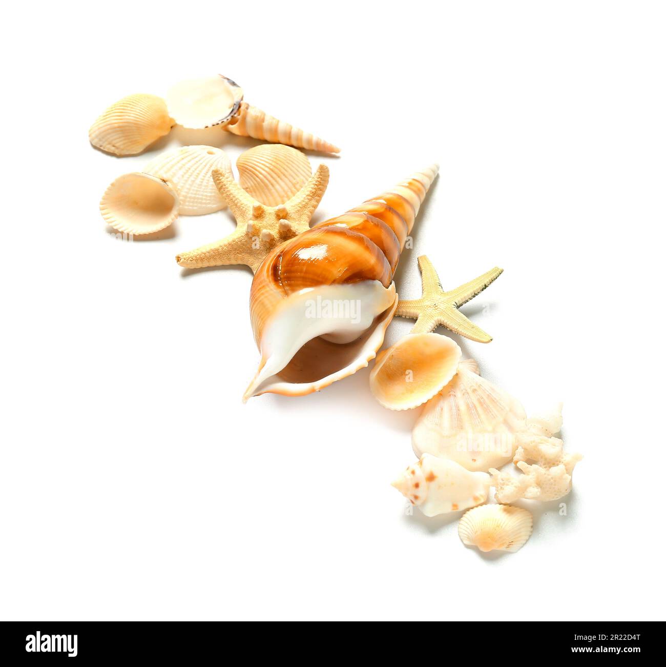 Seashells and starfishes on white background Stock Photo - Alamy