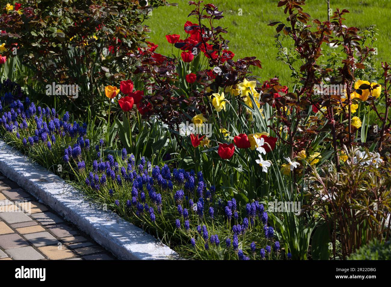 Colorful spring flower bed with colorful tulips. Flowerbed with red and ...