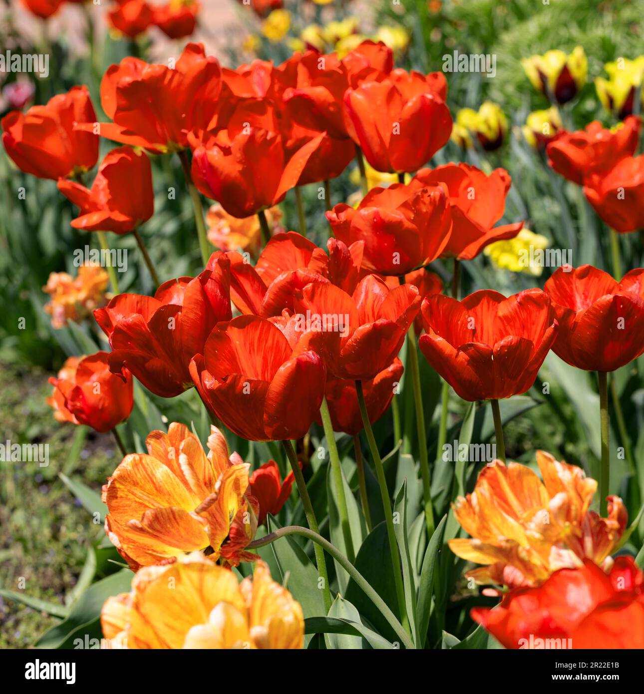 Colorful spring flower bed with colorful tulips. Flowerbed with red and ...
