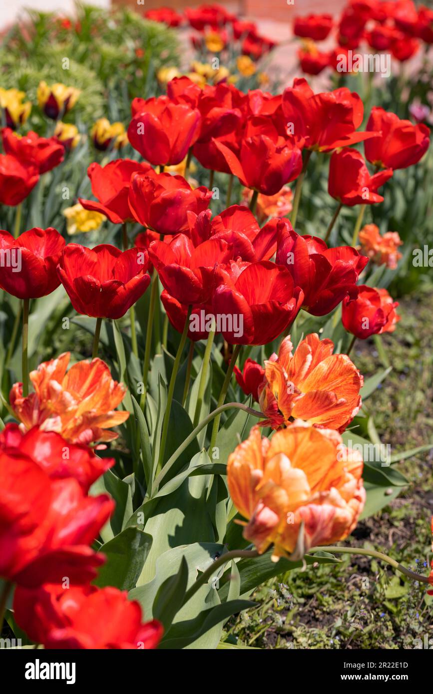 Colorful spring flower bed with colorful tulips. Flowerbed with red and ...