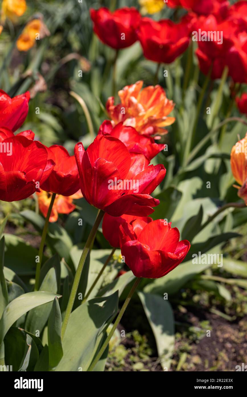 Colorful spring flower bed with colorful tulips. Flowerbed with red and ...