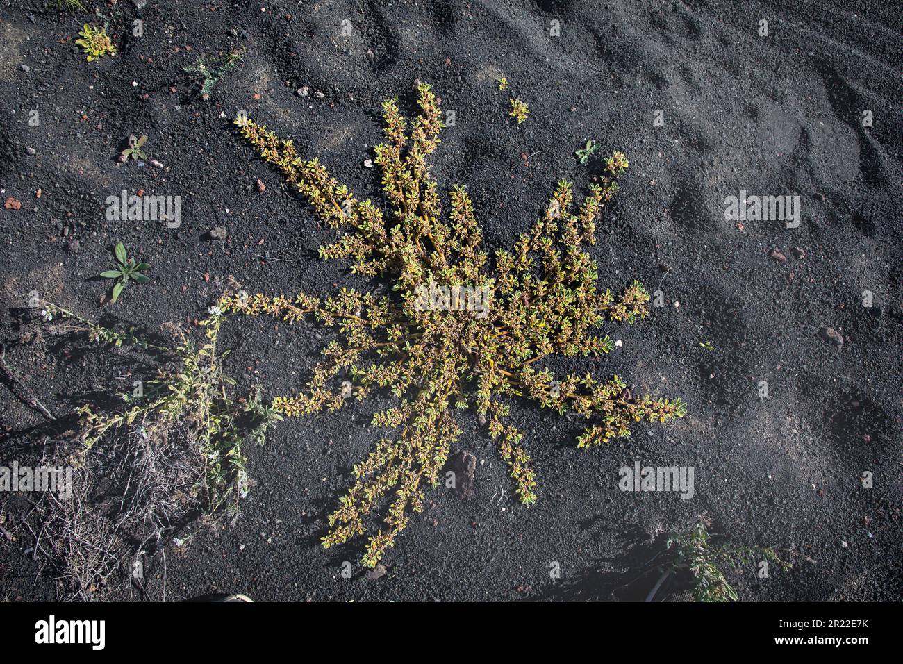 Canarian Iceplant, Canary Iceplant (Aizoon canariense, Aizoon canariensis), fruiting, Canary Islands, Lanzarote Stock Photo