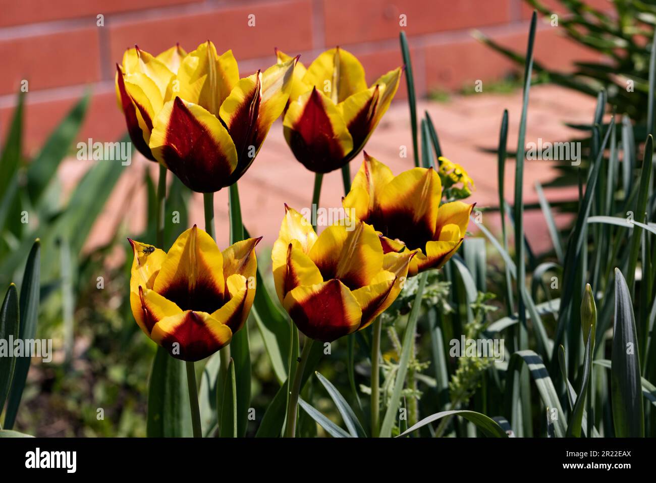 Colorful spring flower bed with colorful tulips. Flowerbed with red and ...