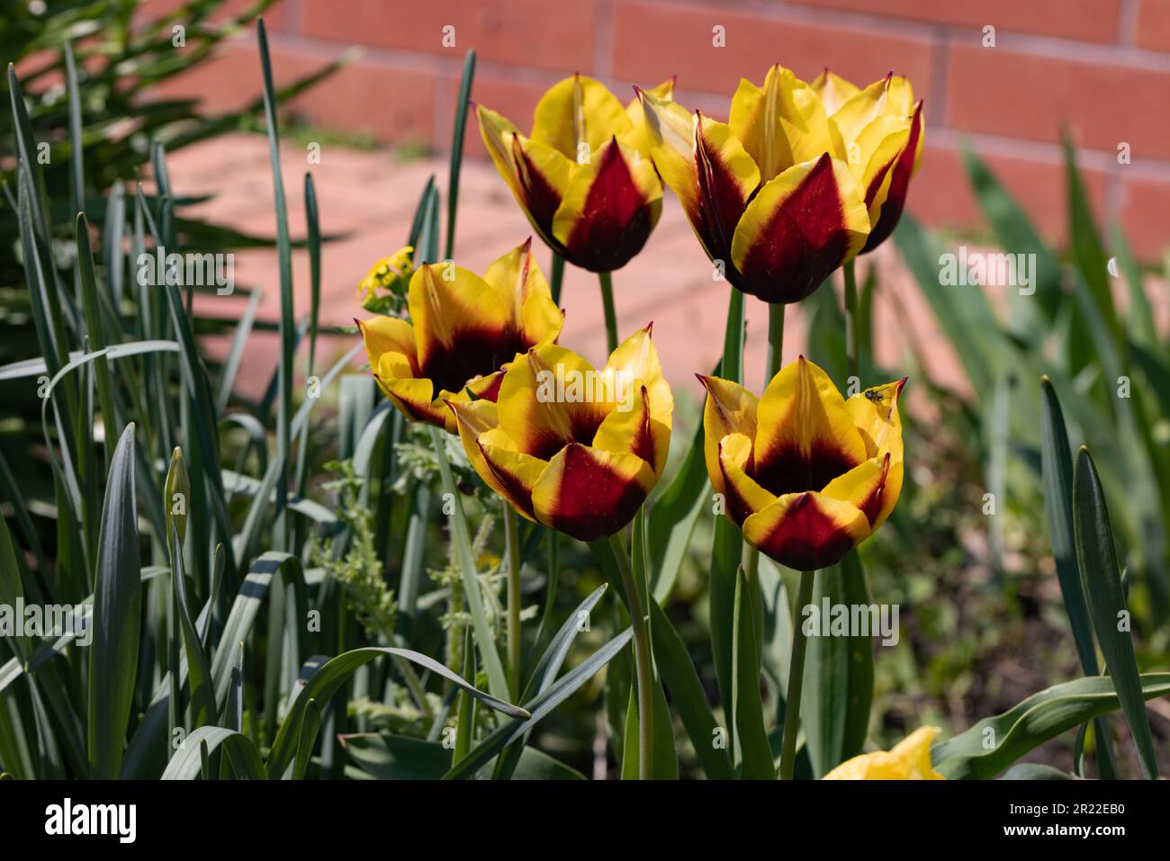 Colorful spring flower bed with colorful tulips. Flowerbed with red and ...