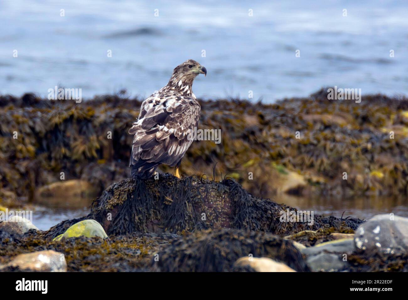 White tailed eagle sea sitting hi-res stock photography and images - Alamy