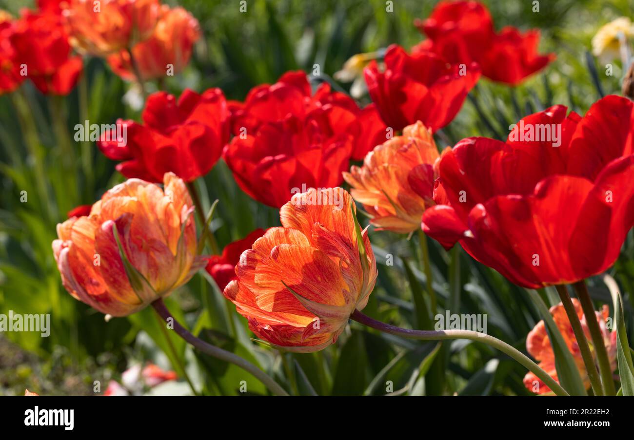 Colorful spring flower bed with colorful tulips. Flowerbed with red and ...