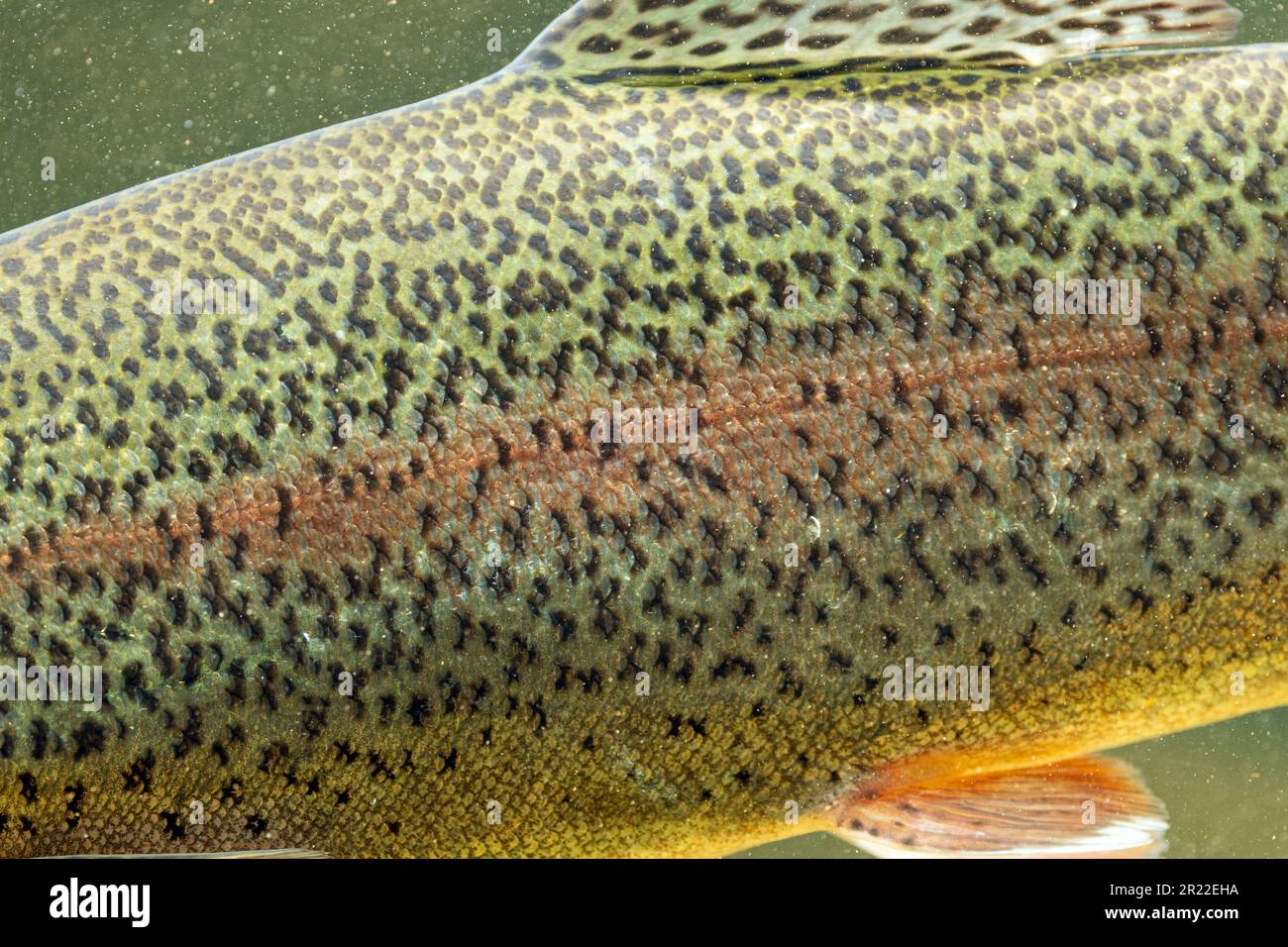 rainbow trout (Oncorhynchus mykiss, Salmo gairdneri), detail, Germany Stock Photo