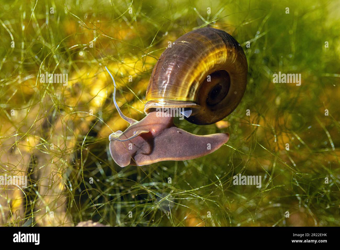 horncolored ram's horn, great ramshorn, trumpet shell (Planorbarius