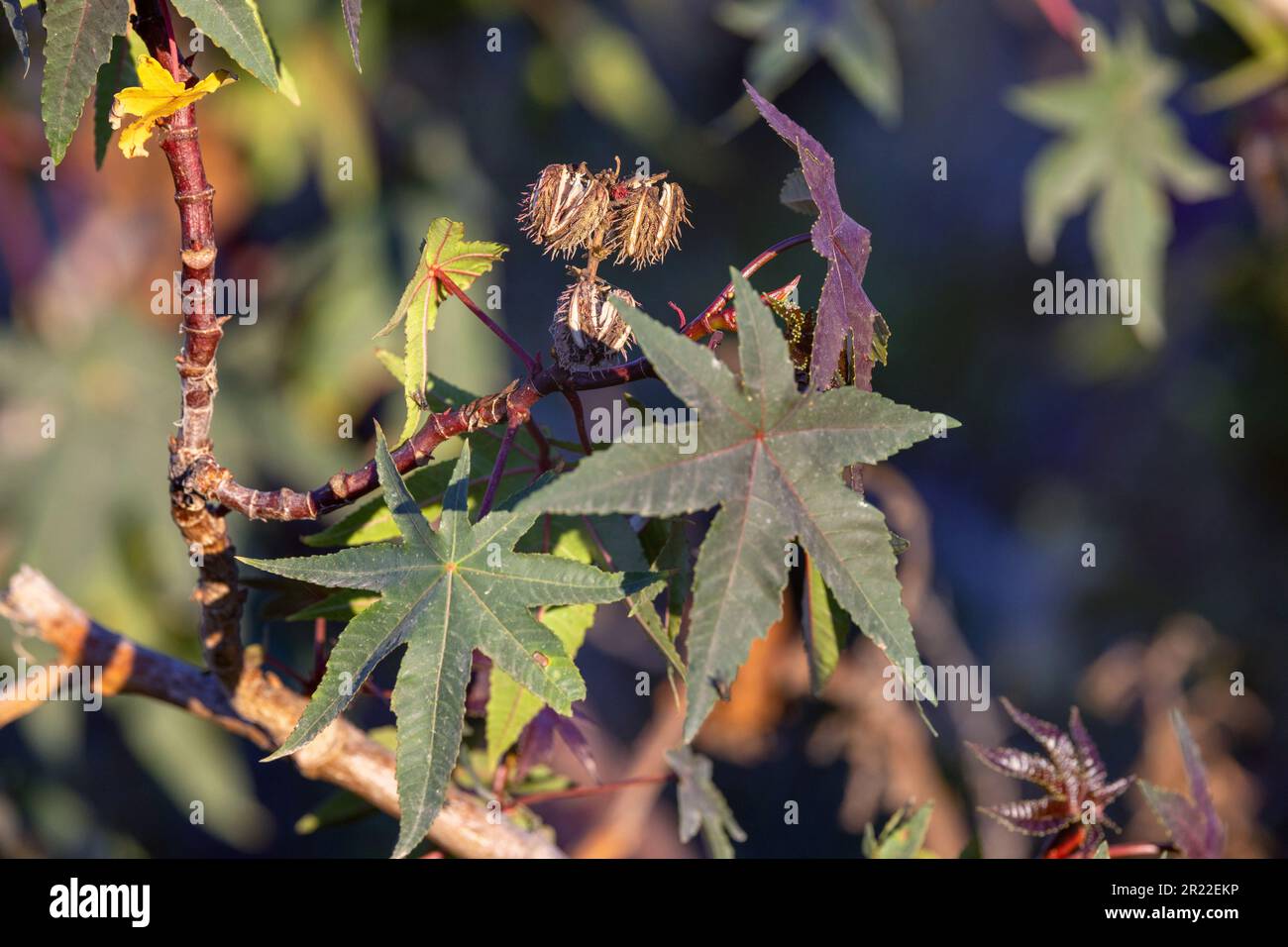 castoroil plant, castor oil plant, ricin, Castor bean, Castorbean