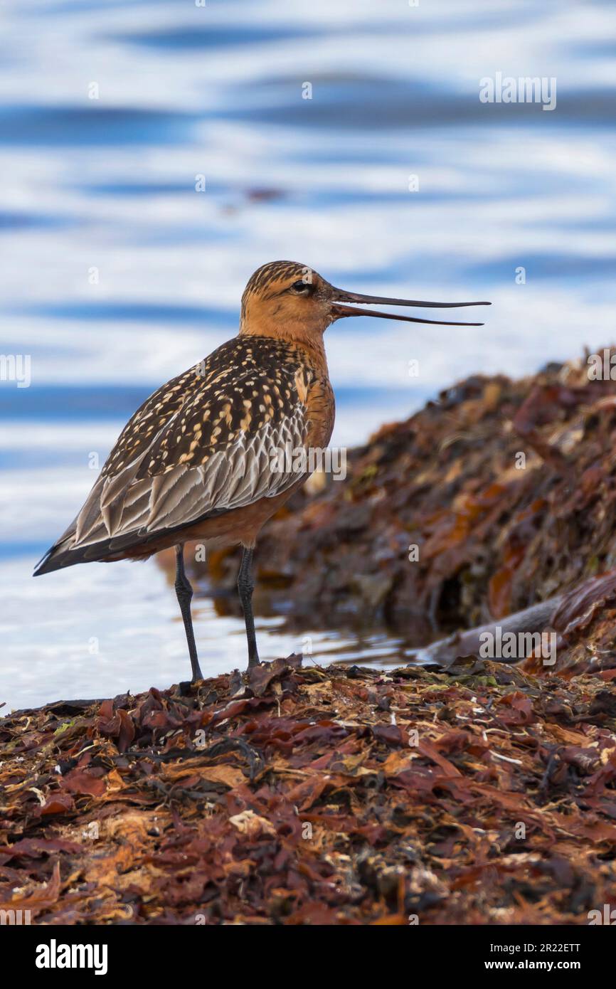 bar-tailed godwit (Limosa lapponica), sitting at the sea, calling, Sweden Stock Photo