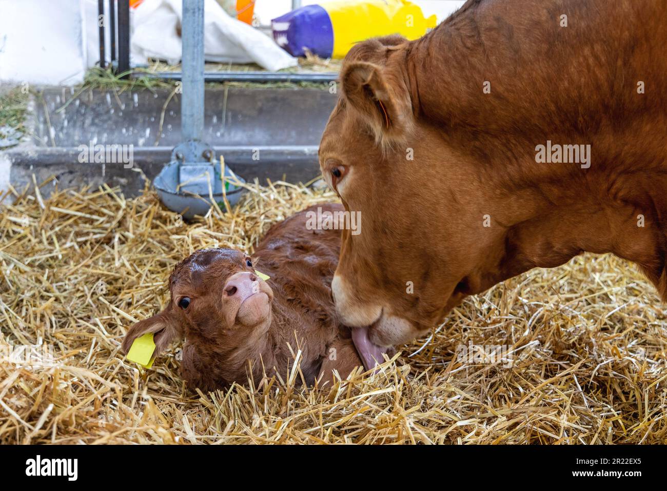 Small Newborn Baby Calf Lick by Cow Mother Tongue Stock Photo - Alamy