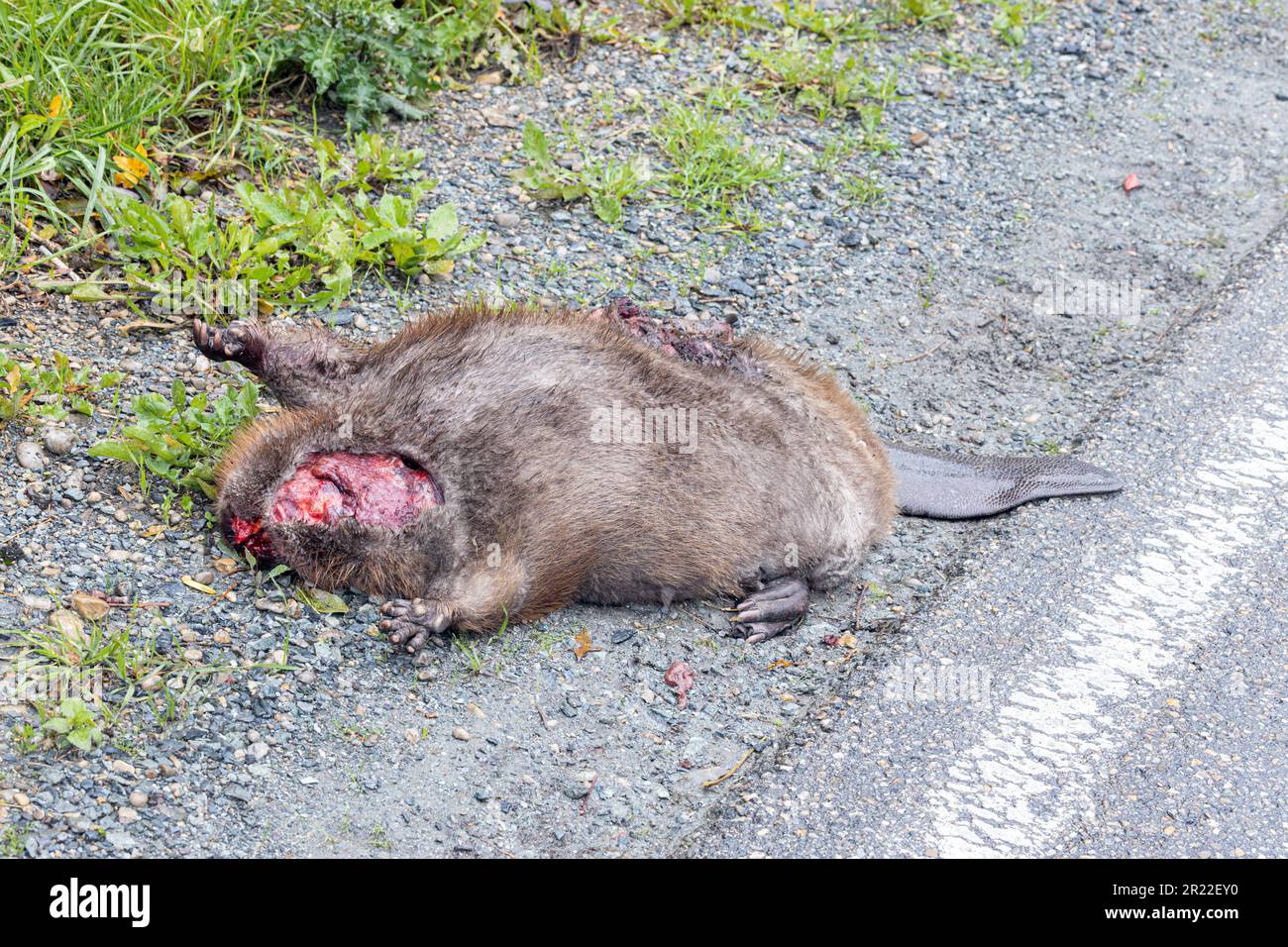 Eurasian beaver, European beaver (Castor fiber), knocked over juvenile, Germany, Bavaria, Erdinger Moos Stock Photo