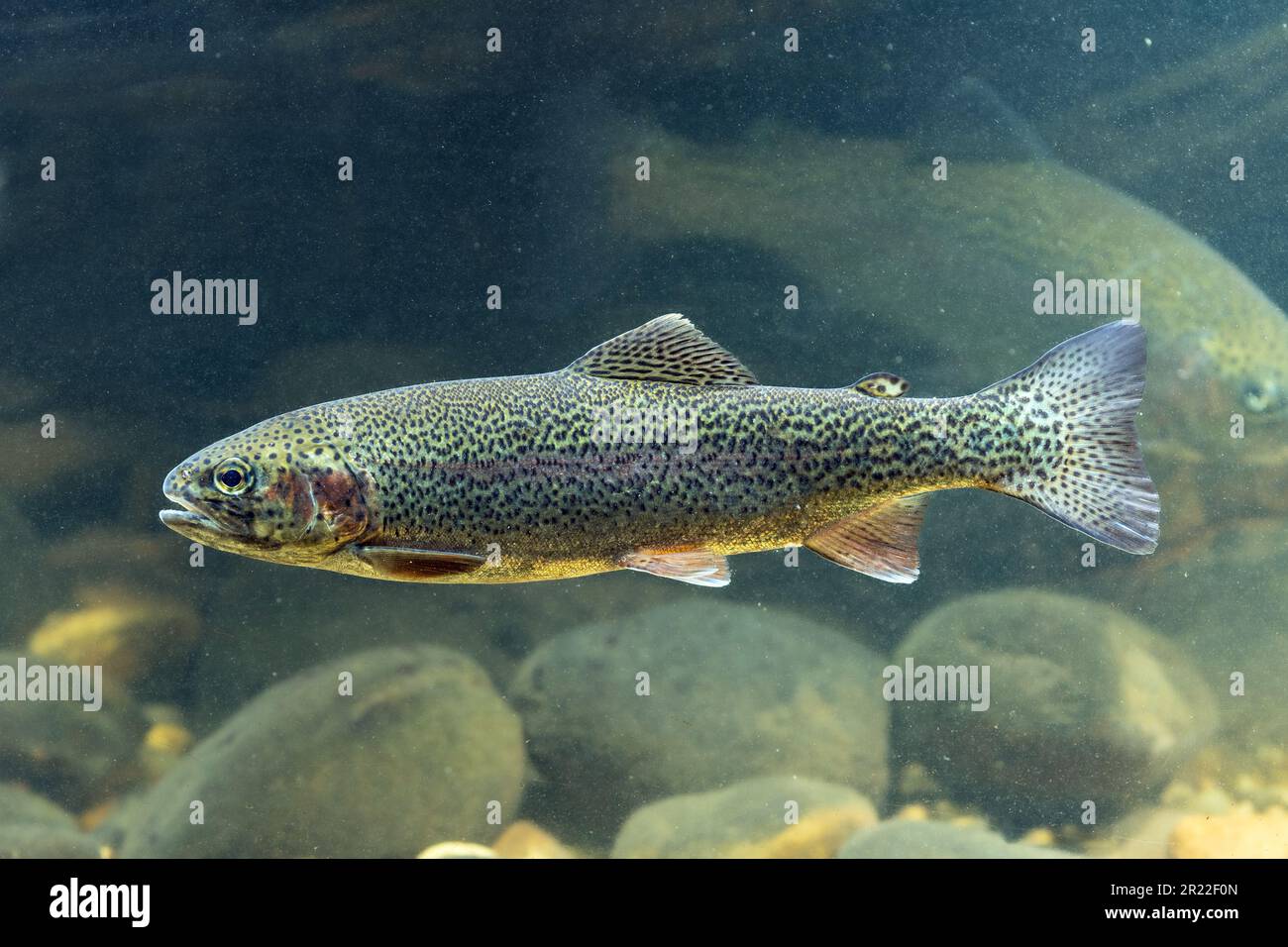 rainbow trout (Oncorhynchus mykiss, Salmo gairdneri), side view, Germany Stock Photo