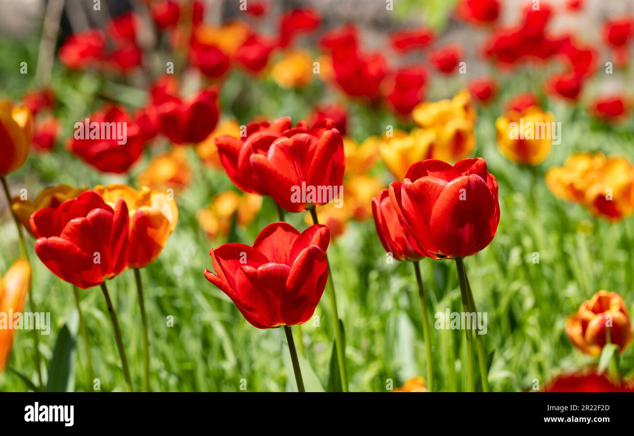 Colorful spring flower bed with colorful tulips. Flowerbed with red and ...