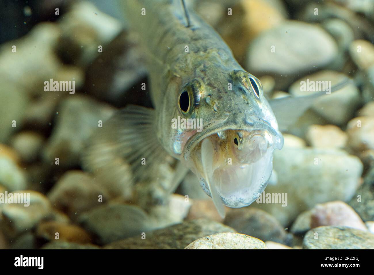 pike-perch, zander (Stizostedion lucioperca, Sander lucioperca), juvenile, eating fish, Germany Stock Photo