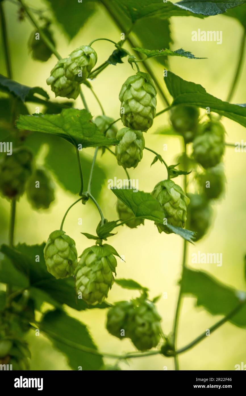common hop (Humulus lupulus), hop cones on a branch in backlight Stock Photo