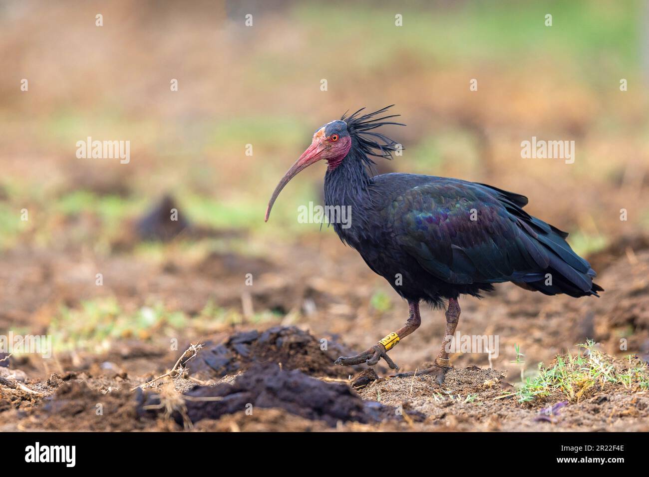 Hermit ibis, Nothern Bald Ibis (Geronticus eremita), searching for food on a field, Spain, Andalusia, Barbate Stock Photo