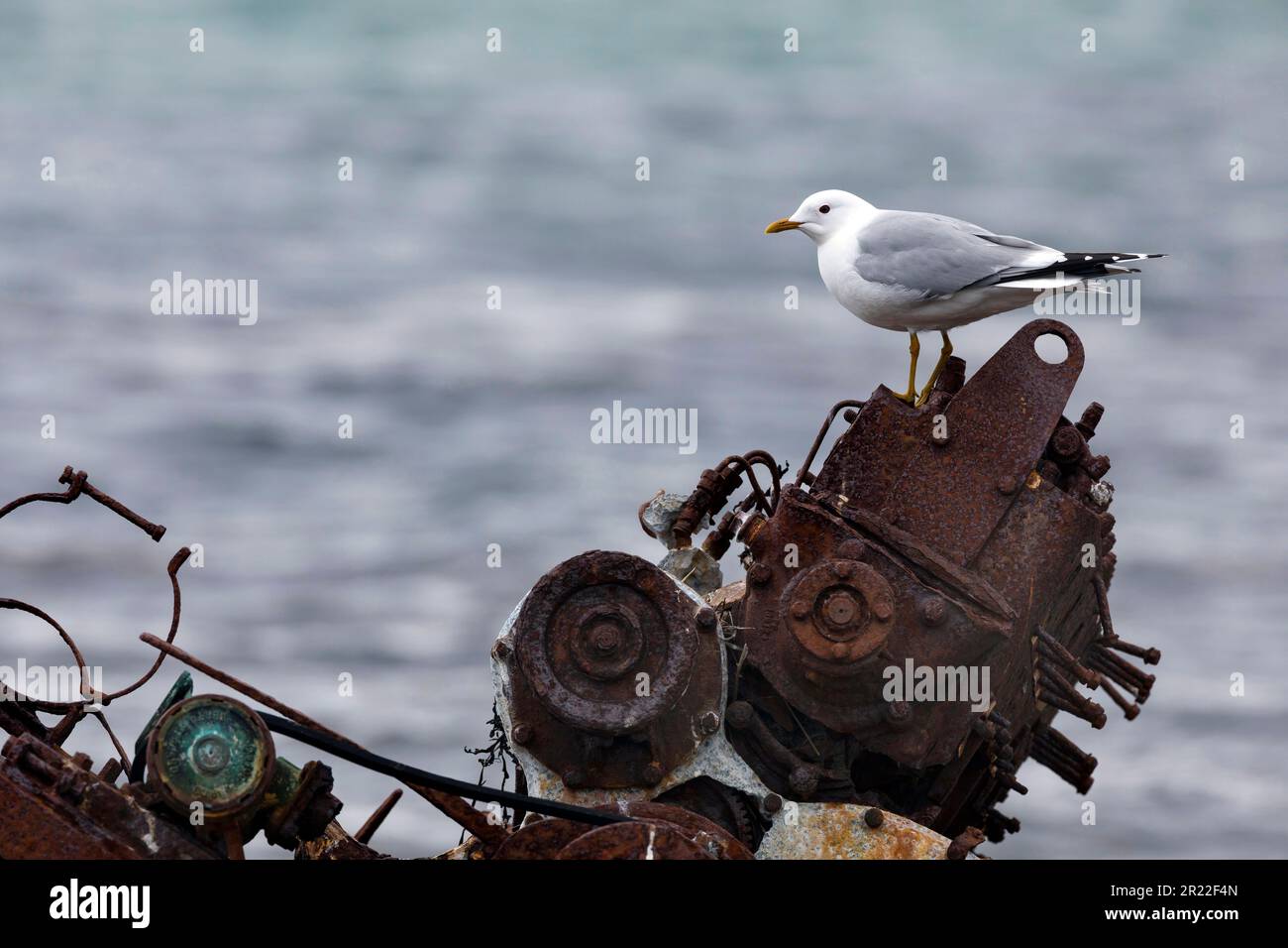 mew gull (Larus canus), on scrap, Sweden Stock Photo