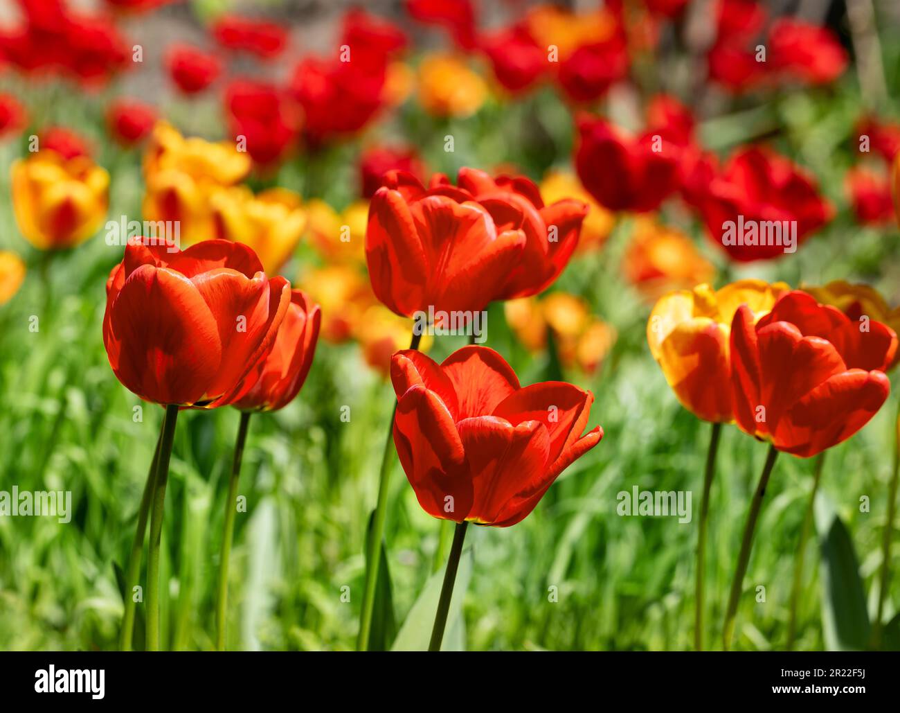 Colorful spring flower bed with colorful tulips. Flowerbed with red and ...