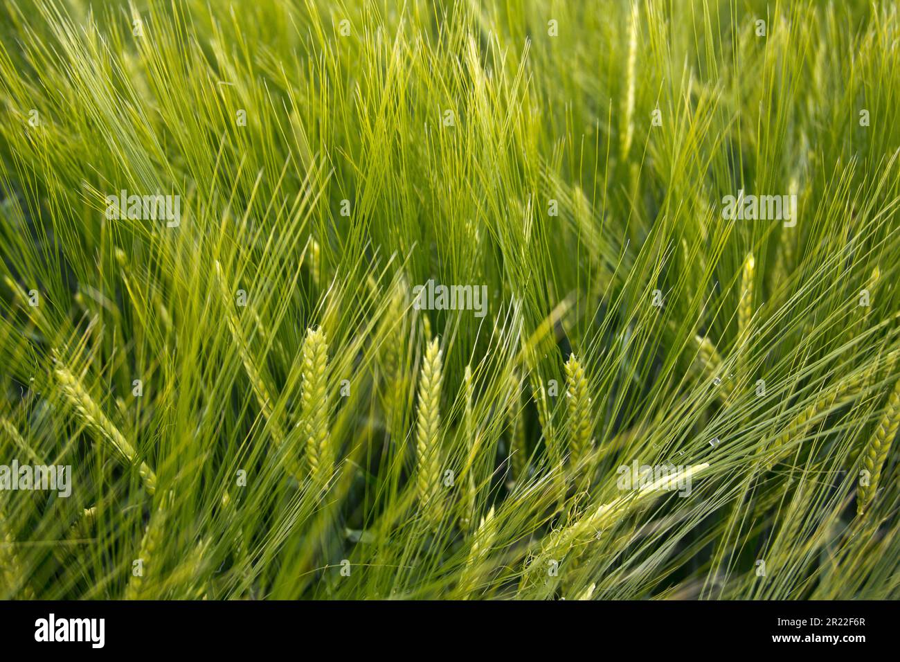 barley (Hordeum distichon, Hordeum vulgare ssp. distichon), barley