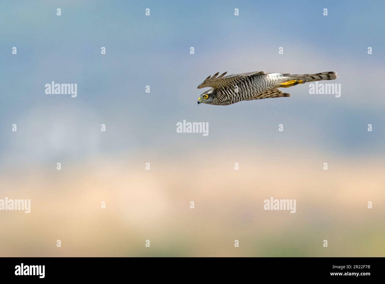 northern sparrow hawk (Accipiter nisus), female in flight, Spain, Andalusia, Tarifa Stock Photo