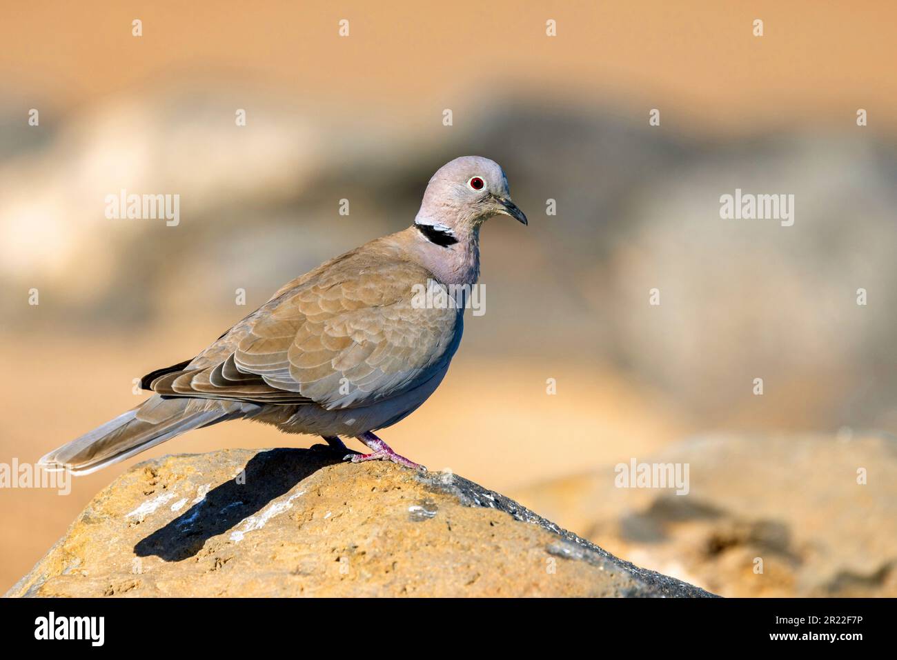 collared dove (Streptopelia decaocto), on a rock, Canary Islands, Fuerteventura Stock Photo