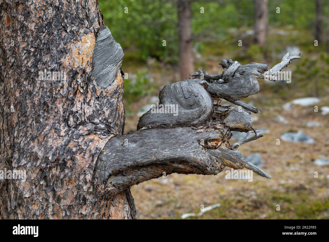 Scotch pine, Scots pine (Pinus sylvestris), pine in the national park, Norway, Stabbursdalen National Park Stock Photo