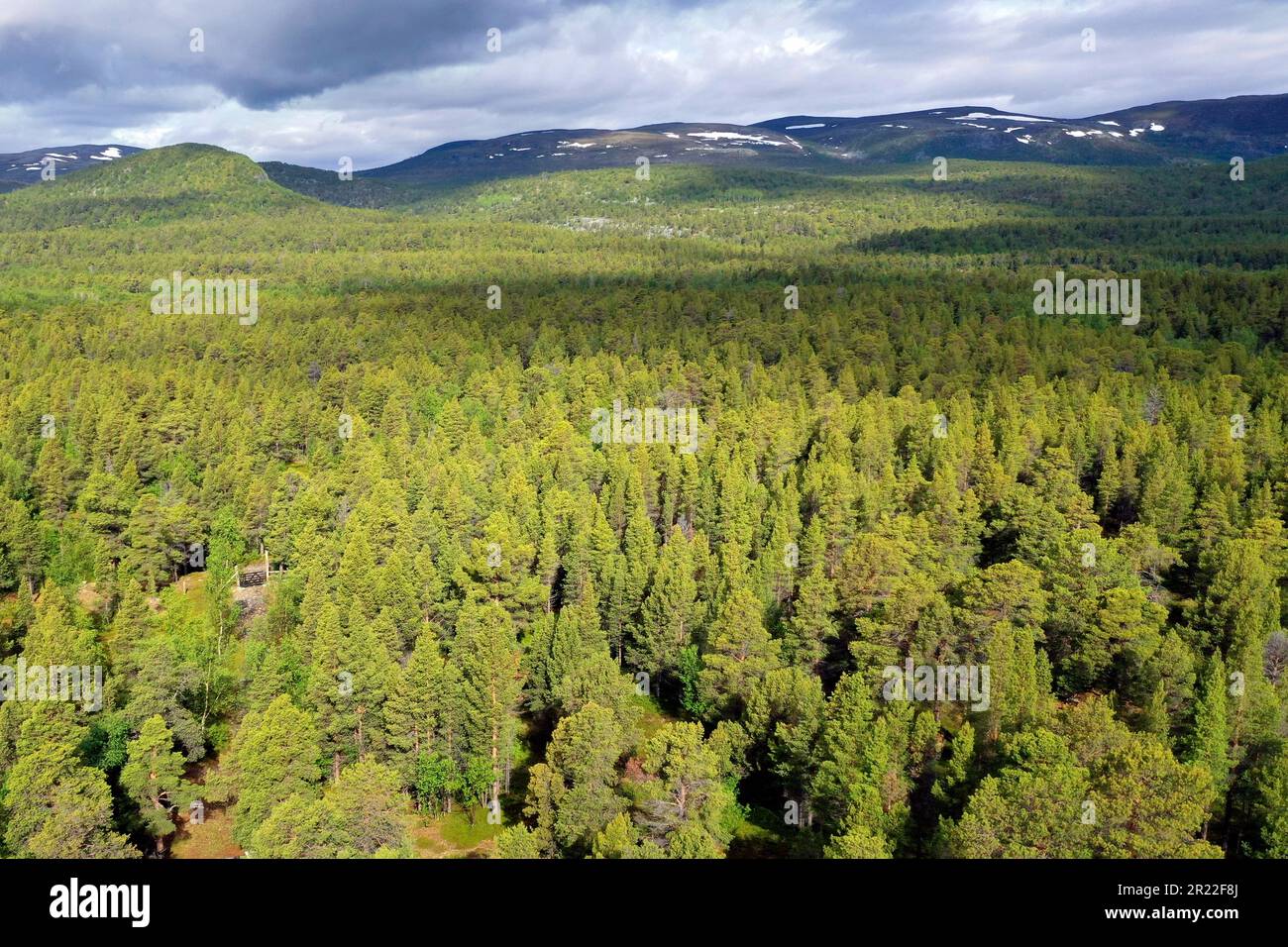 taiga with pine forests, aerial view, Norway, Finnmark, Stabbursdalen National Park Stock Photo