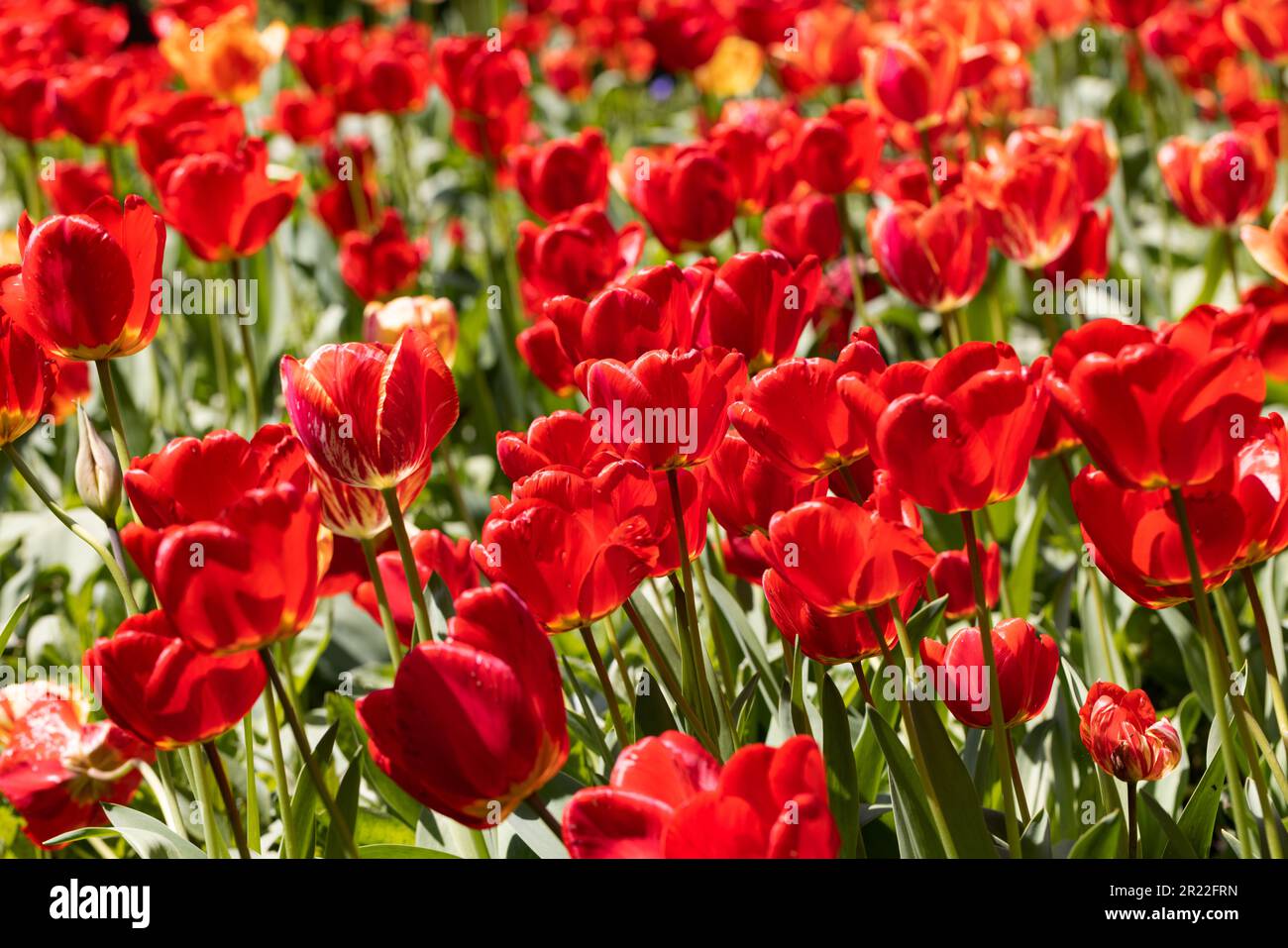 Colorful spring flower bed with colorful tulips. Flowerbed with red and ...