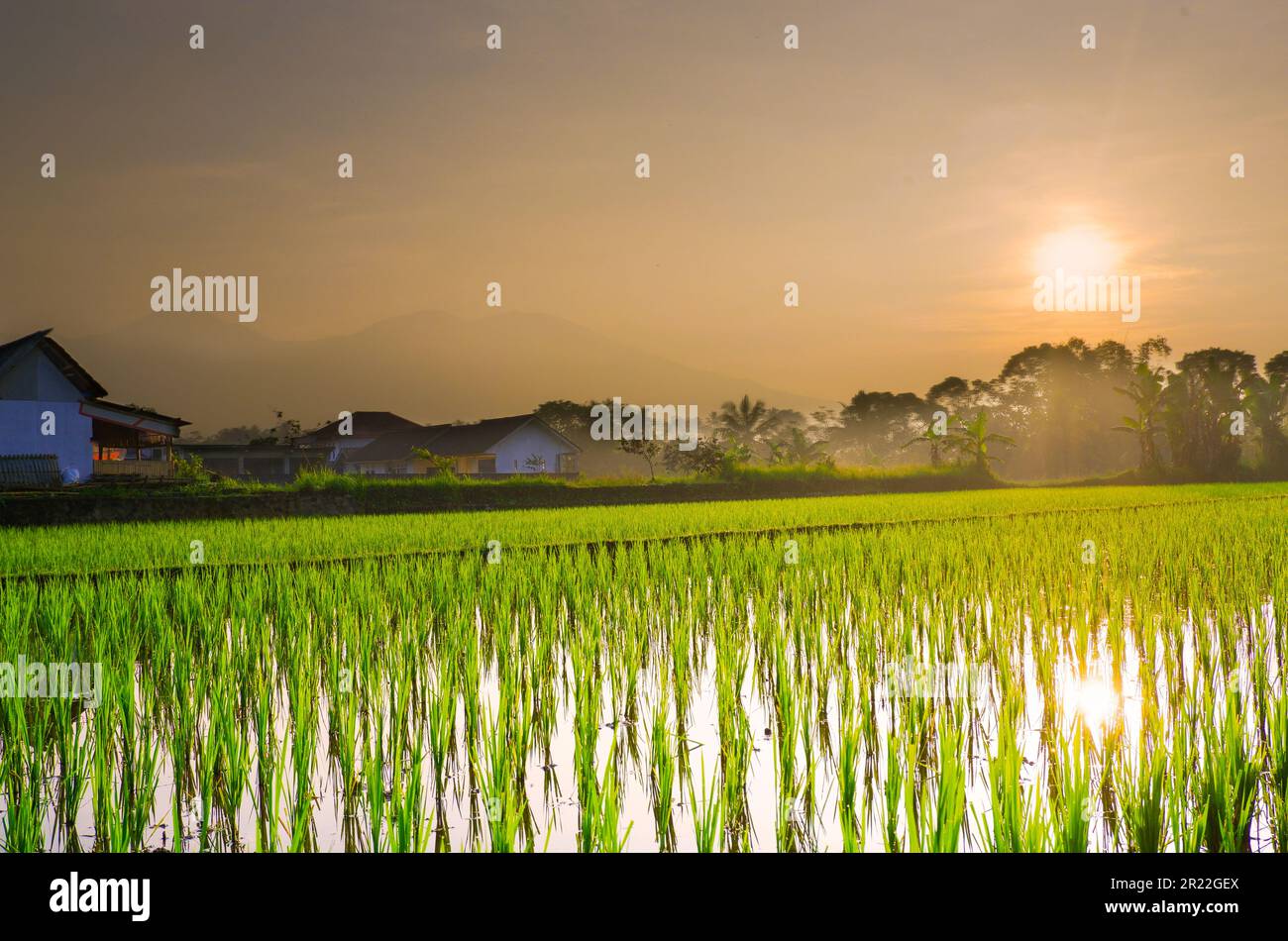 rice fields on a sunny morning Stock Photo