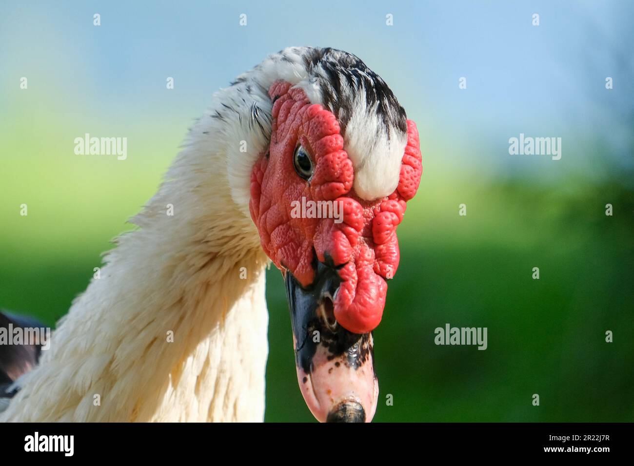 Close up muscovy duck cairina moschata with red face and beak. Duck