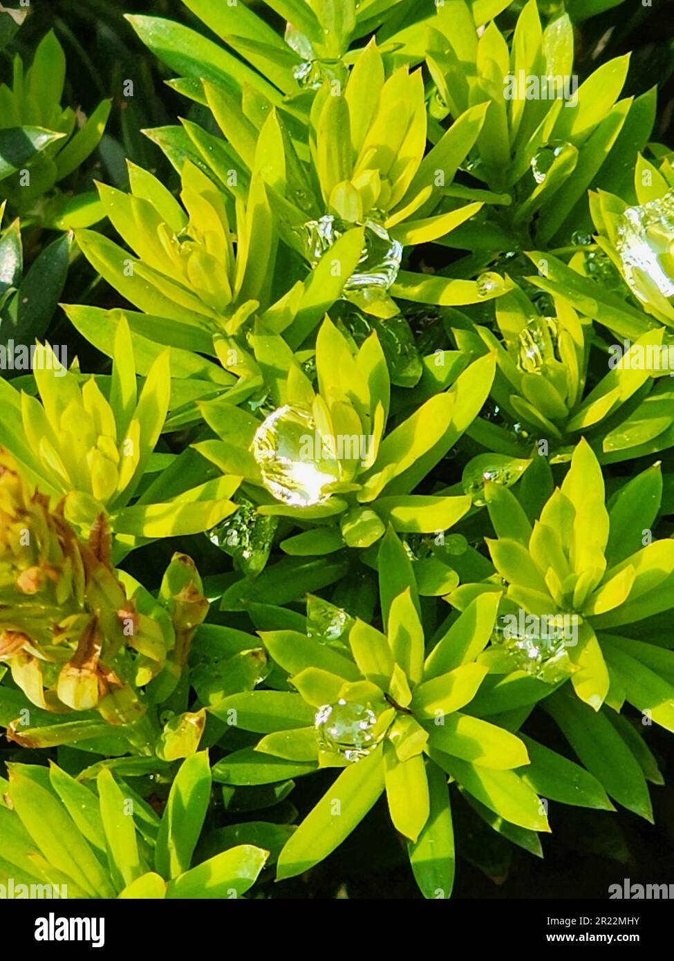 Water tension rain drops on Japanese Yew (Taxus cispidata) Stock Photo