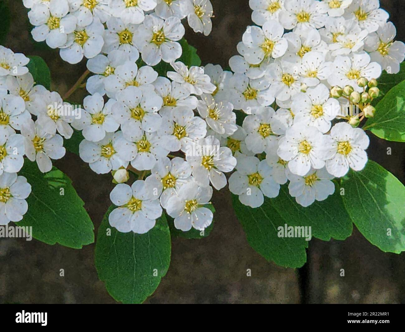 White blossom flowers of Germander meadowsweet (Spireaea chamaedryfolia) in Spring, Scarsdale, New York USA Stock Photo