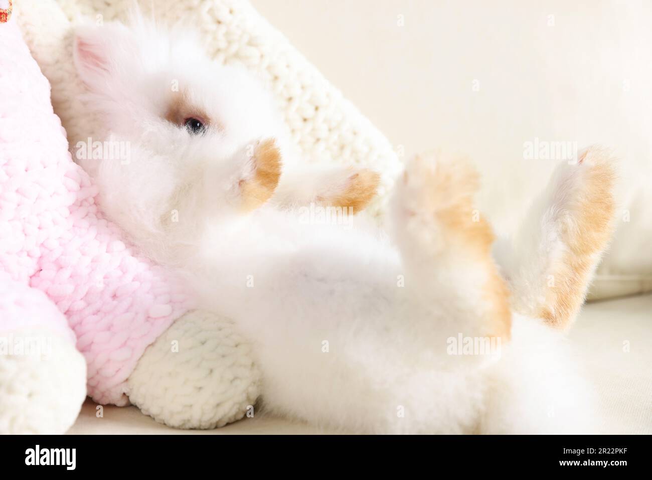Fluffy white rabbit on sofa, closeup. Cute pet Stock Photo - Alamy