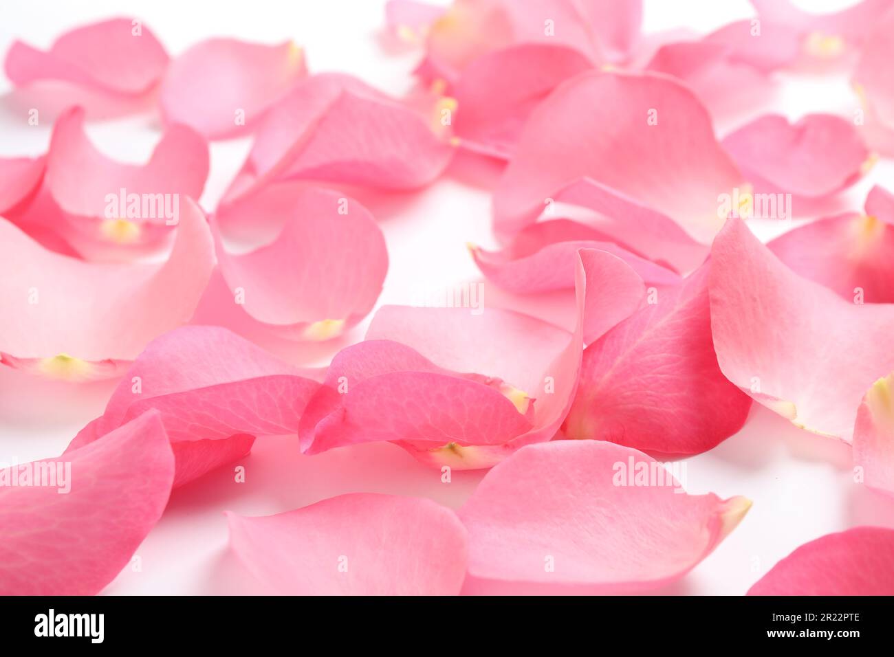 Fresh pink rose petals on white background Stock Photo - Alamy
