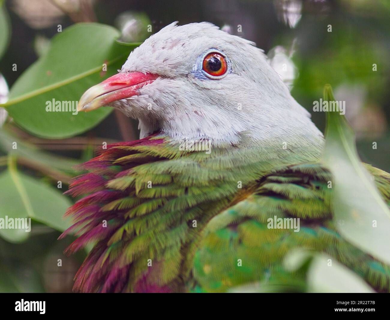 Sensational eye-catching Wompoo Fruit Dove in mesmerising beauty. Stock Photo