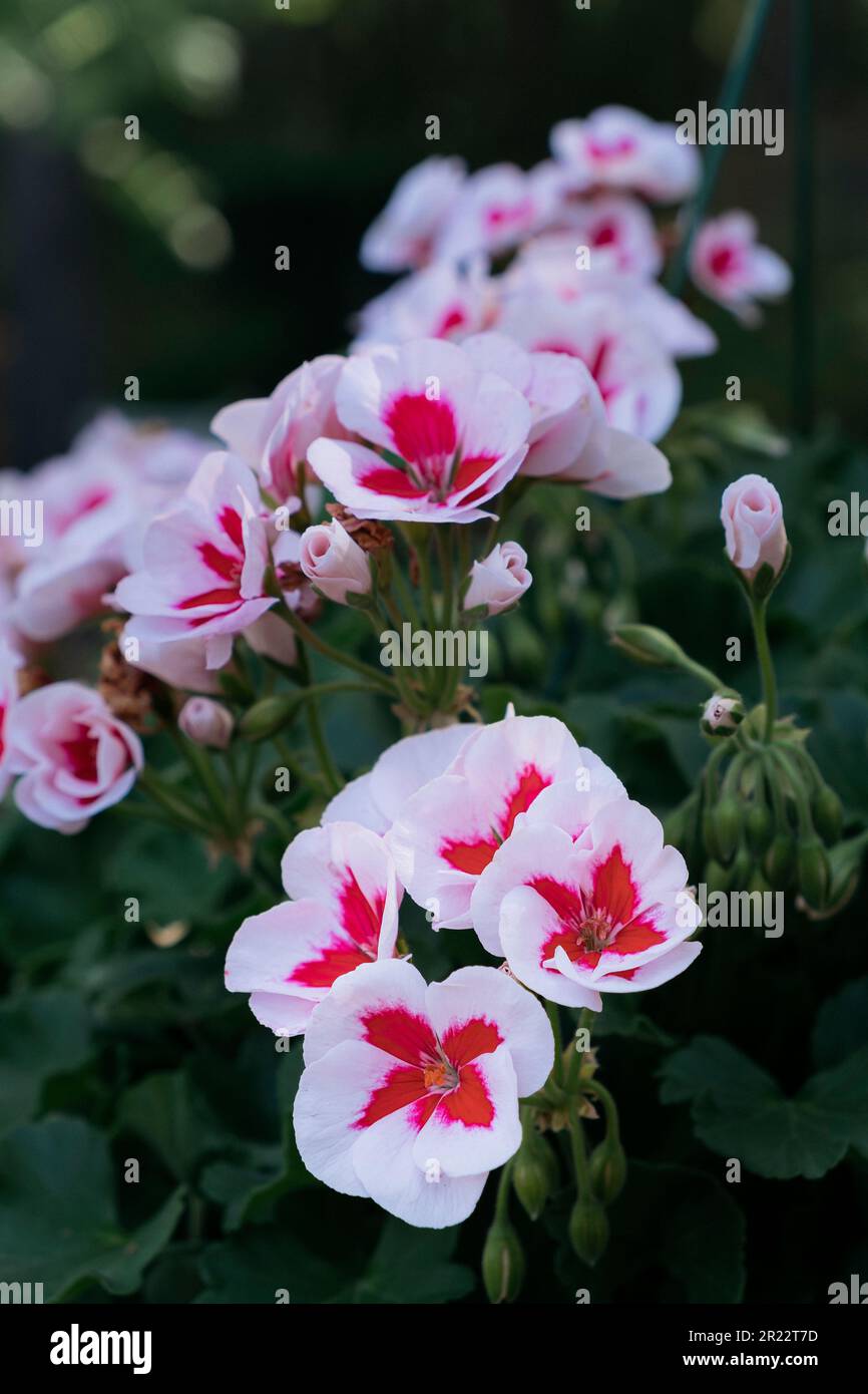 Angel's Perfume Citronella Geranium or Pelargonium 'Angel's Perfume
