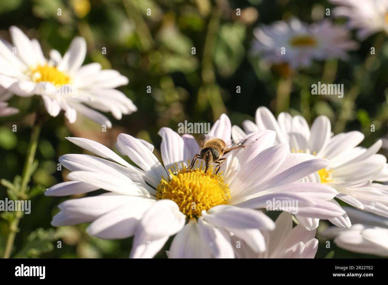 Chamomile flower bud blurred hi-res stock photography and images - Alamy