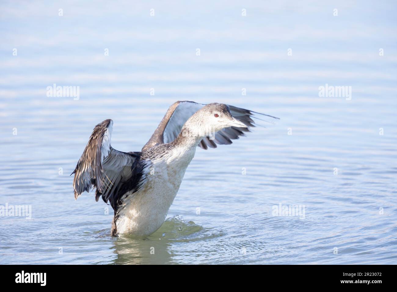 Common Loon Flapping Wings Stock Photo Alamy