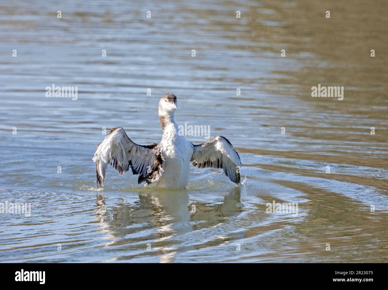 Common Loon Flapping Wings Stock Photo Alamy