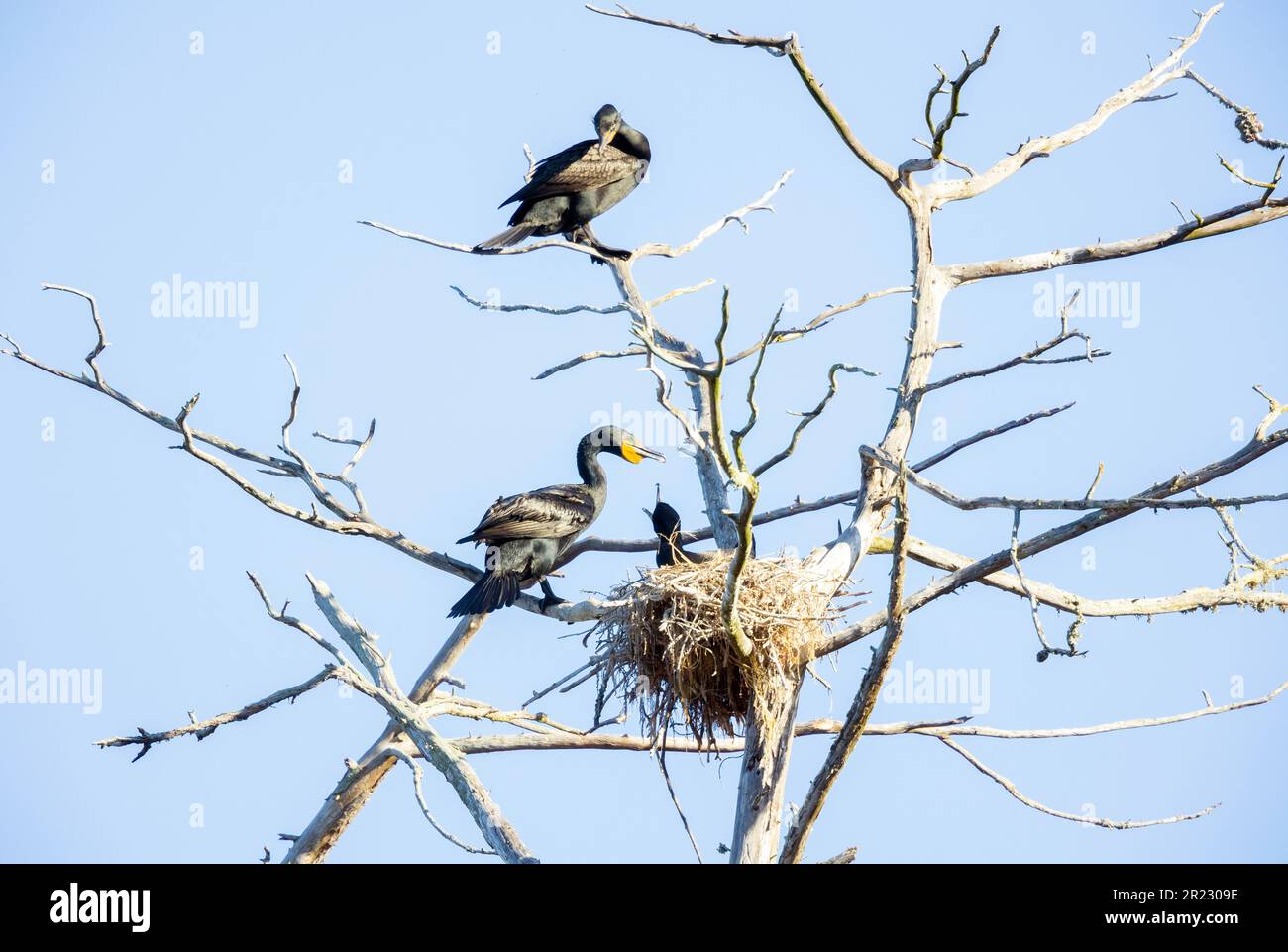 Double crested Cormorant on Nest Stock Photo - Alamy